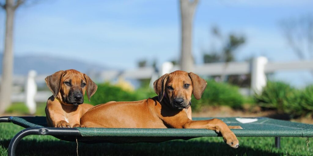 20 Cool Outdoor Dog Beds that Are Also Comfortable