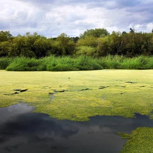 Algae Overgrowth