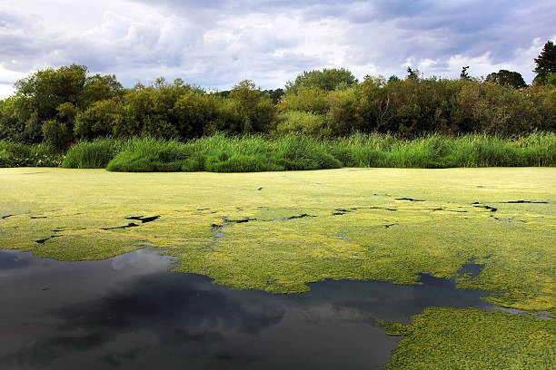 Algae Overgrowth