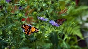 Attracting Butterflies with Fruit