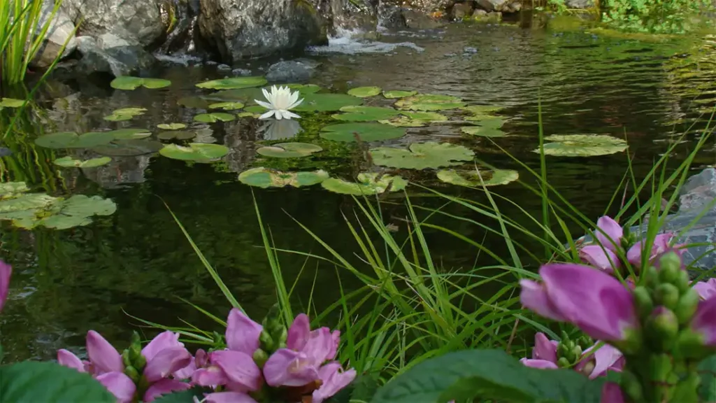 Choose a Natural Swimming Pond: All Plants and No Chemicals