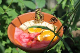 DIY Butterfly Feeders