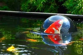 Floating Koi Dome