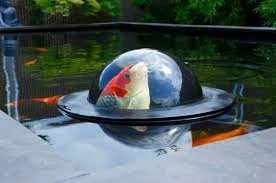 Floating Koi Observation Dome