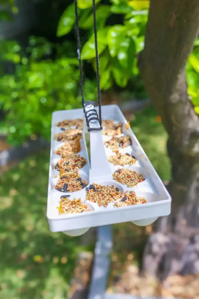 Goodwill Bird Feeder
