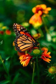 Grow Your Own A Butterfly Garden from Scratch