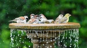 Hanging Bird Bath Ideas