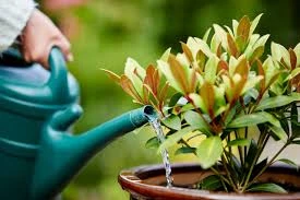 Here Come the Water Garden Plants!