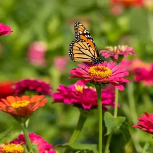 How do I Attract Butterflies to my Garden