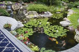 Koi Pond Petunia Plants