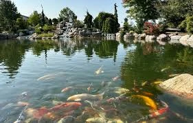 Koi Pond with Observation Bubble