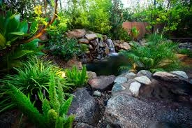Koi Pond with Tropical Waterfalls