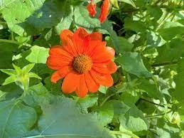 Mexican Sunflowers