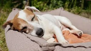 PetFusion Ultimate Dog Lounge