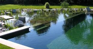 Remove Floating Plants Regularly