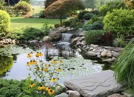Small Backyard Koi Pond