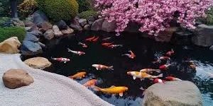 Waterfall Koi Pond