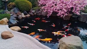 Waterfall Koi Pond