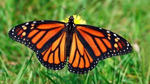 What’s with those Monarch Butterflies