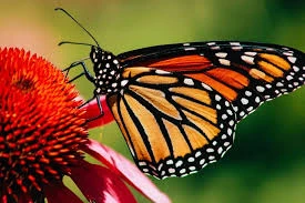 Your Butterfly Garden Needs a Water Source