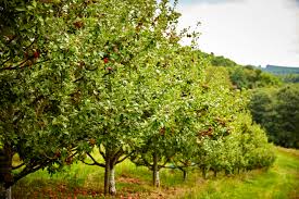 Best Fruit Varieties for Your Small Space Orchard Garden