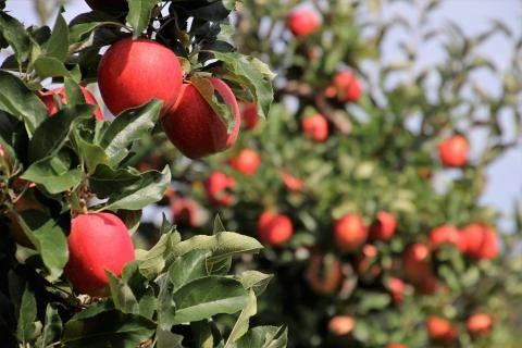 Caring for Your Small Space Orchard Garden