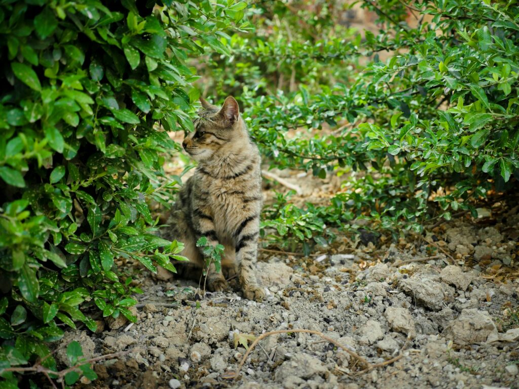 Cat Smile Rock