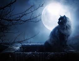 Cats on the Moon