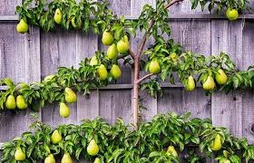 Choosing the Right Fruit Trees for Espalier