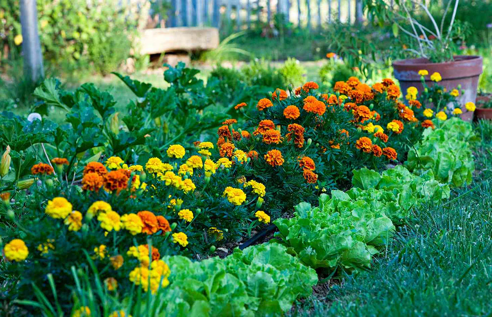 Choosing the Right Plants for Your Edible Landscape