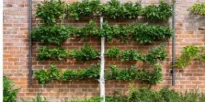 Creative Espalier Shapes and Styles