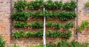 Creative Espalier Shapes and Styles