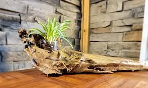 Driftwood Planter Natural Elegance