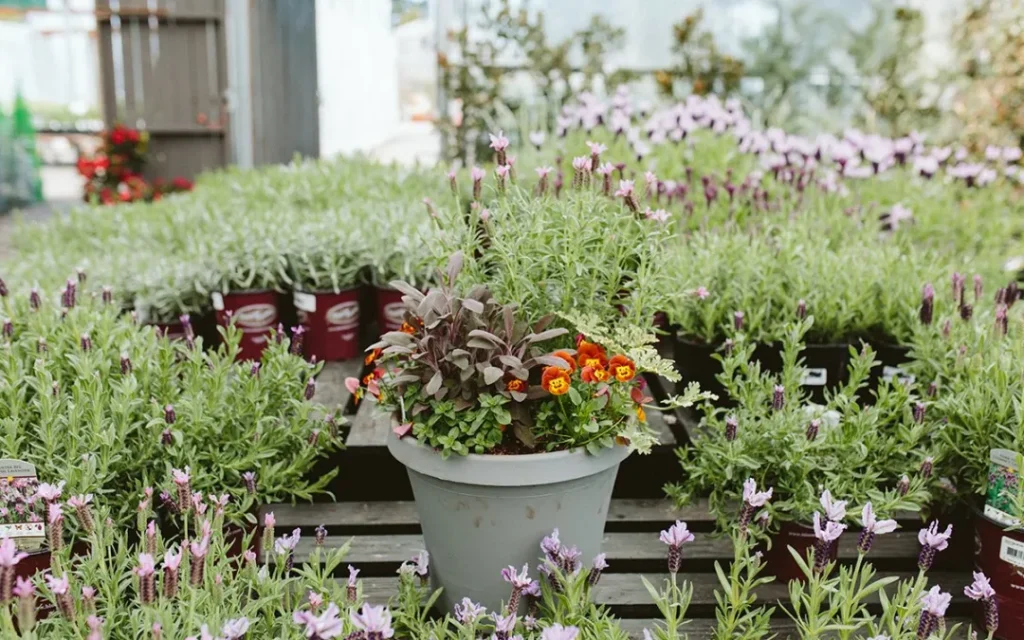 Edible Flowers Add Color to Your Urban Vegetable Garden