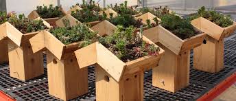 Green Roof Wooden Birdhouse