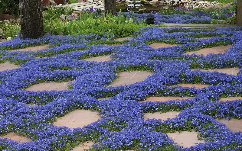 Ground Cover Plant Ideas