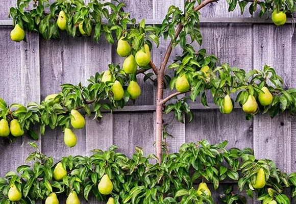 Growing Espaliered Fruit Trees in Containers