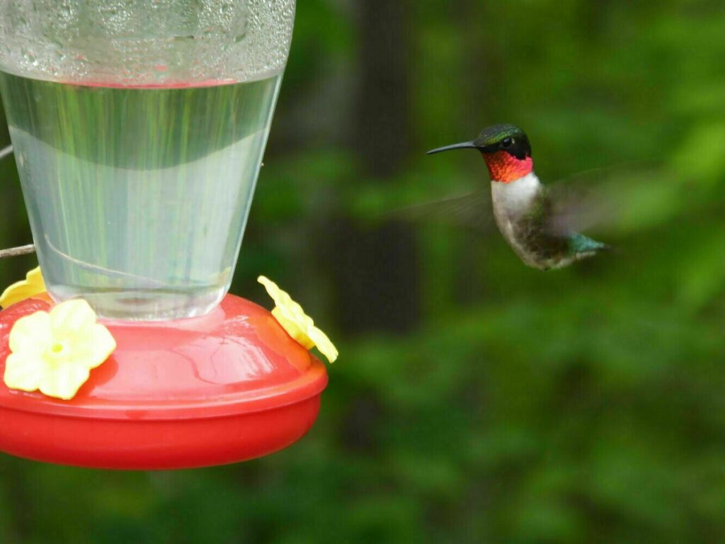 Handheld Hummingbird Feeders