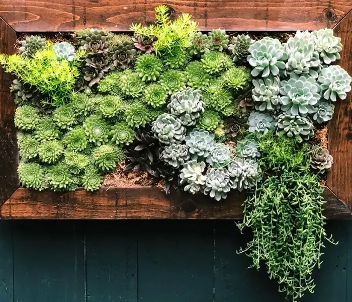 Hanging Succulent Wall Vertical Elegance