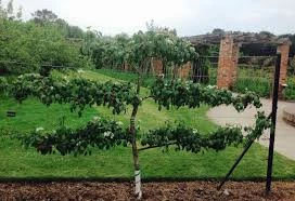 How to Plant and Train Espaliered Fruit Trees