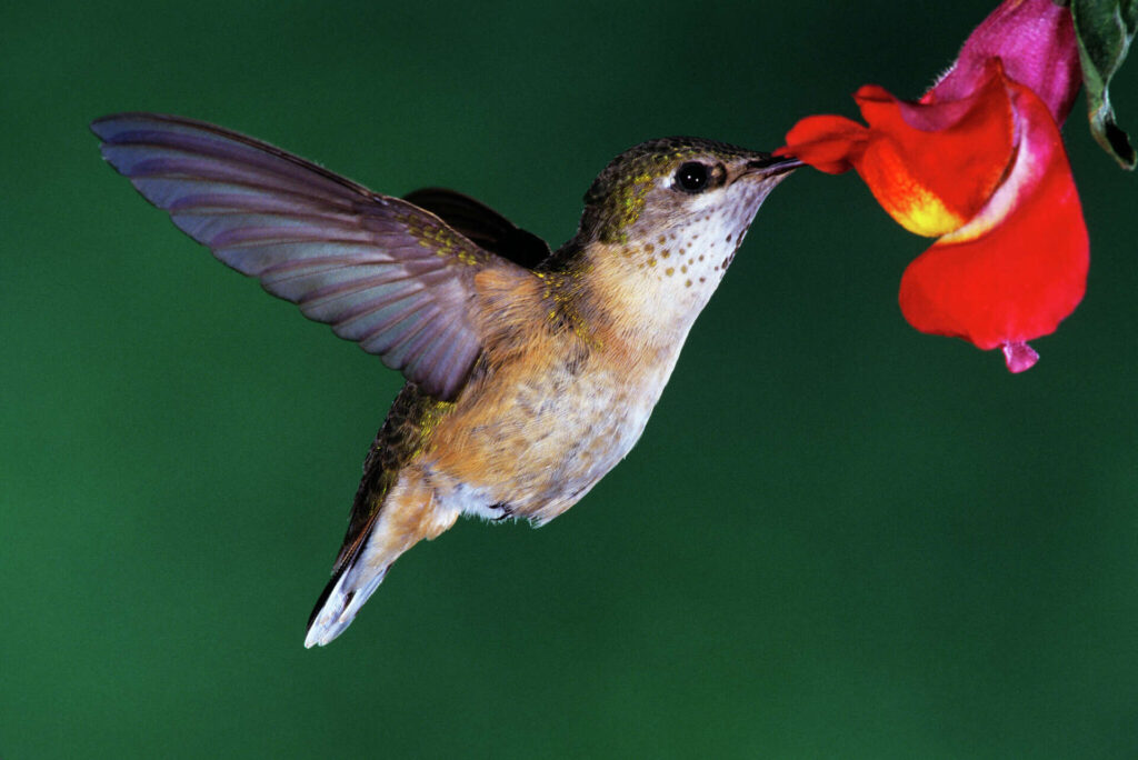 Hummingbird Bars – the Latest Hangout