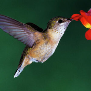 Hummingbird Bars – the Latest Hangout