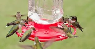Hummingbird Feeder DIY