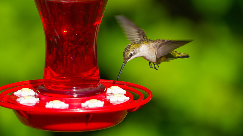 Hummingbird Feeder Kits Make it Easy