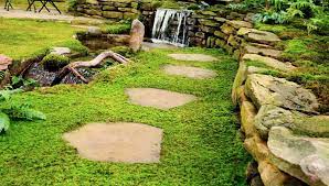 Moss Lawn Alternative