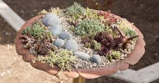 Succulent Bird Bath A Creative Twist