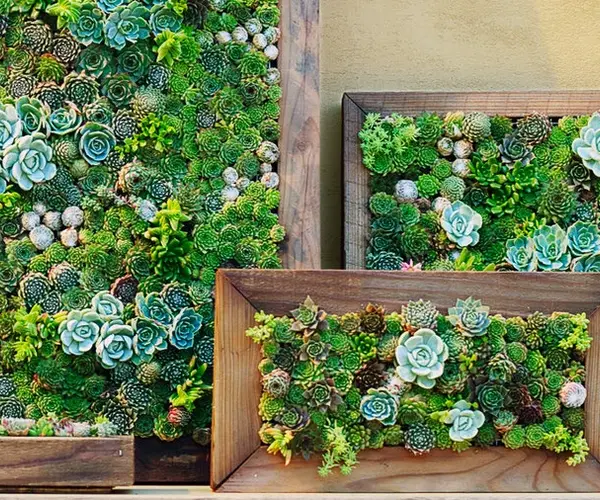 Succulent Frame Succulent Wall Art