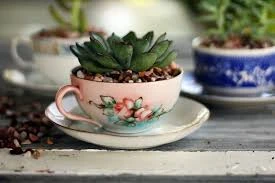 Succulent Planter in a Teacup Cute and Cozy