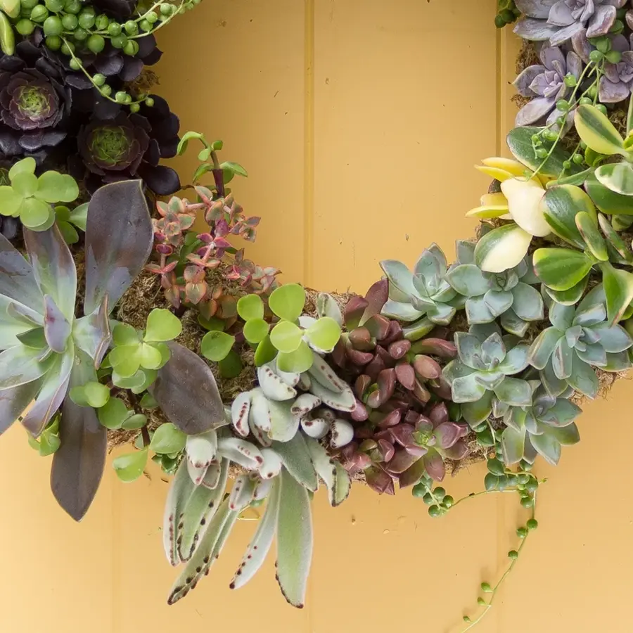 Succulent Wreath Living Art