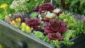 Succulent in a Drawer Recycled Beauty
